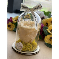 Естествена вечна роза в PVC купол W33