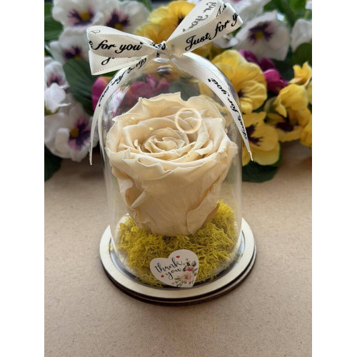 Естествена вечна роза в PVC купол W33