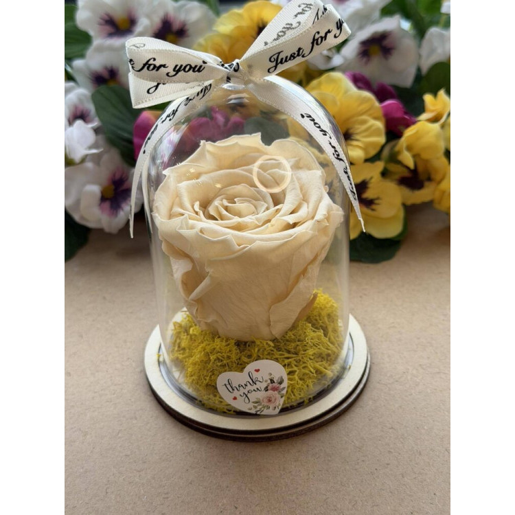 Естествена вечна роза в PVC купол W33