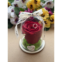 Естествена вечна роза в PVC купол W38