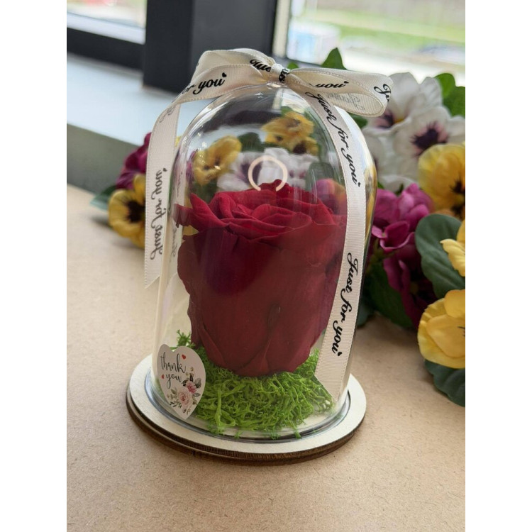 Естествена вечна роза в PVC купол W38