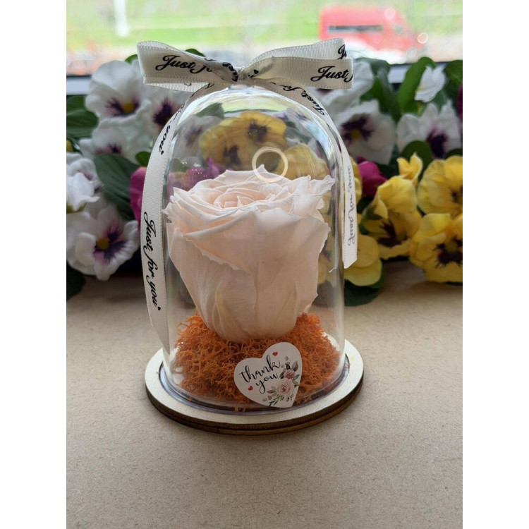 Естествена вечна роза в PVC купол W39