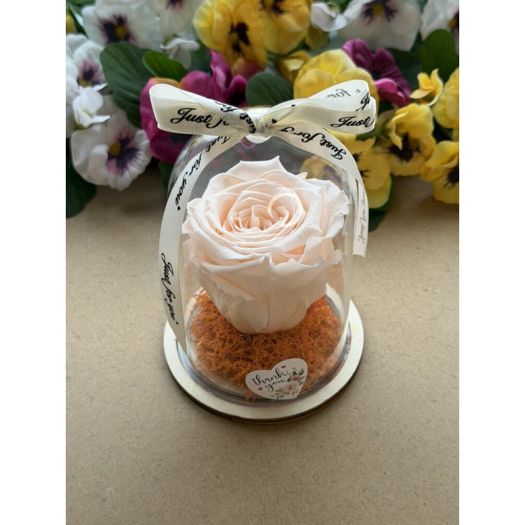 Естествена вечна роза в PVC купол W39