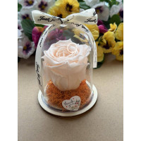 Естествена вечна роза в PVC купол W39