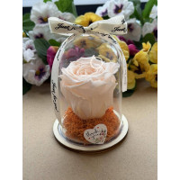 Естествена вечна роза в PVC купол W39