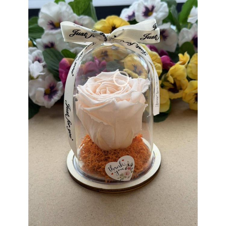 Естествена вечна роза в PVC купол W39