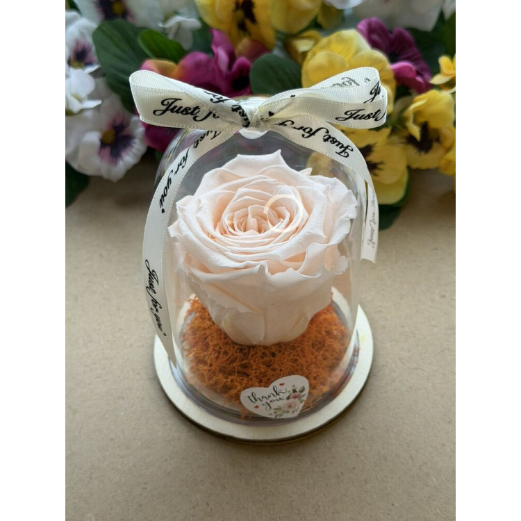 Естествена вечна роза в PVC купол W39