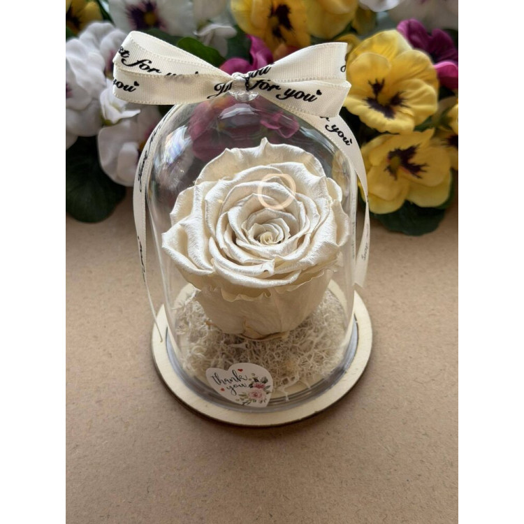 Естествена вечна роза в PVC купол W45