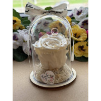 Естествена вечна роза в PVC купол W45