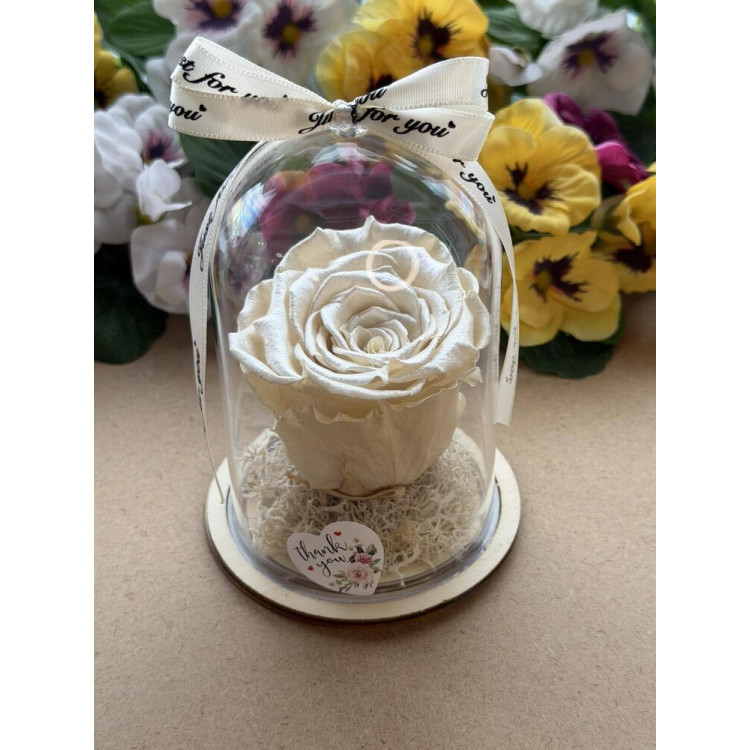 Естествена вечна роза в PVC купол W45