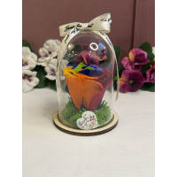 Естествена вечна роза в PVC купол W7