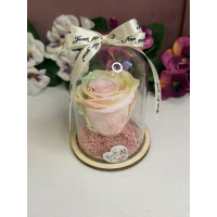 Естествена вечна роза в PVC купол W8