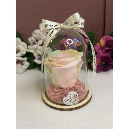 Естествена вечна роза в PVC купол W8