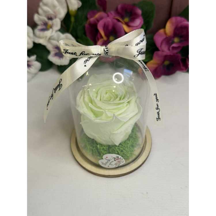 Естествена вечна роза в PVC купол W9