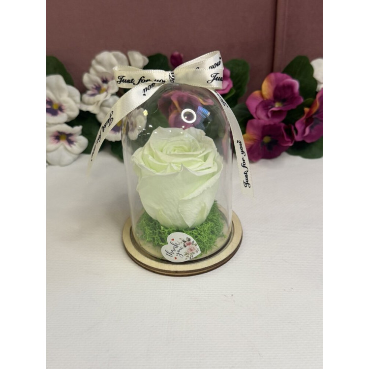 Естествена вечна роза в PVC купол W9