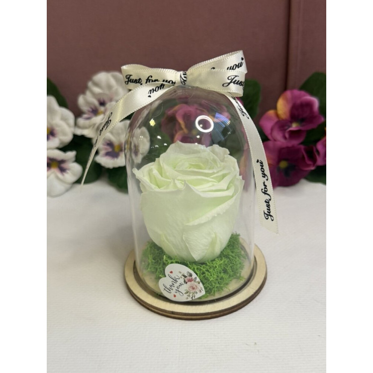 Естествена вечна роза в PVC купол W9