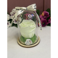 Естествена вечна роза в PVC купол W9