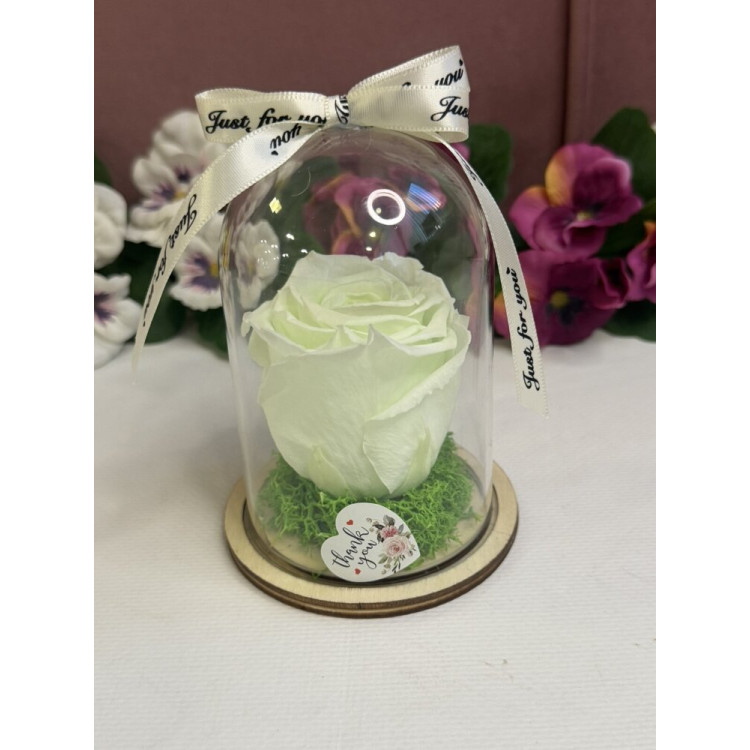 Естествена вечна роза в PVC купол W9