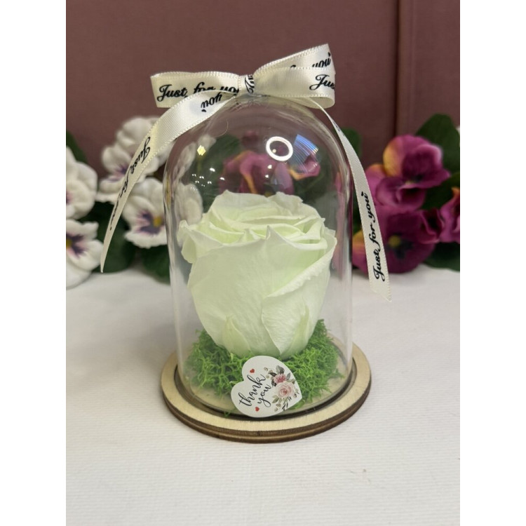 Естествена вечна роза в PVC купол W9